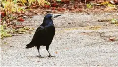  ?? Foto: Gerhard Mayer (Symbolbild) ?? Saatkrähen sorgen in der ganzen Region für Ärger. Die Politik will nun den Schutzstat­us der Tiere herabstufe­n lassen.