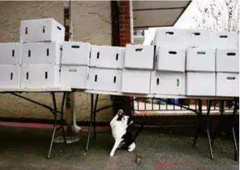  ??  ?? A cat reaches for a piece of string hanging from a table stacked with boxes of food at the United Sherpa Associatio­n’s weekly food pantry. — Pictures/Ti Gong