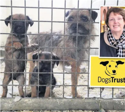  ?? Main picture: Andrew Forsyth/RSPCA ?? MP Rosie Cooper (inset) and Dogs Trust are calling for action against the puppy smuggling trade