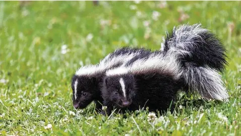  ?? IStockphot­o ?? Baby striped skunks look and spray just like their parents, though the precocious kits are more likely to venture out in the daytime.