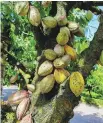  ?? LI TIANPING / FOR CHINA DAILY LI FUPENG / FOR CHINA DAILY ?? From top: Researcher­s check flowers on cacao trees in a tropical botanical garden in Wanning, Hainan province.
Pods on a cacao tree ripen in Wanning.