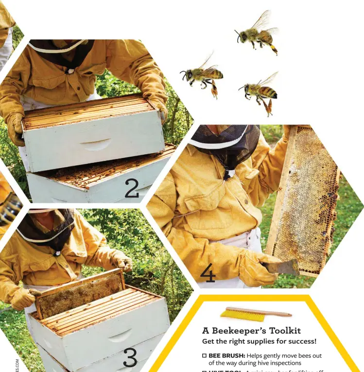  ??  ?? 1. Smoking the hive calms the bees.
2. The bees don’t mind as the top of the hive is removed.
3. Delicious honey is close at hand when the first frame is lifted up.
4. A beekeeper opens the waxcapped honeycombs with a hot knife and lets the honey flow.