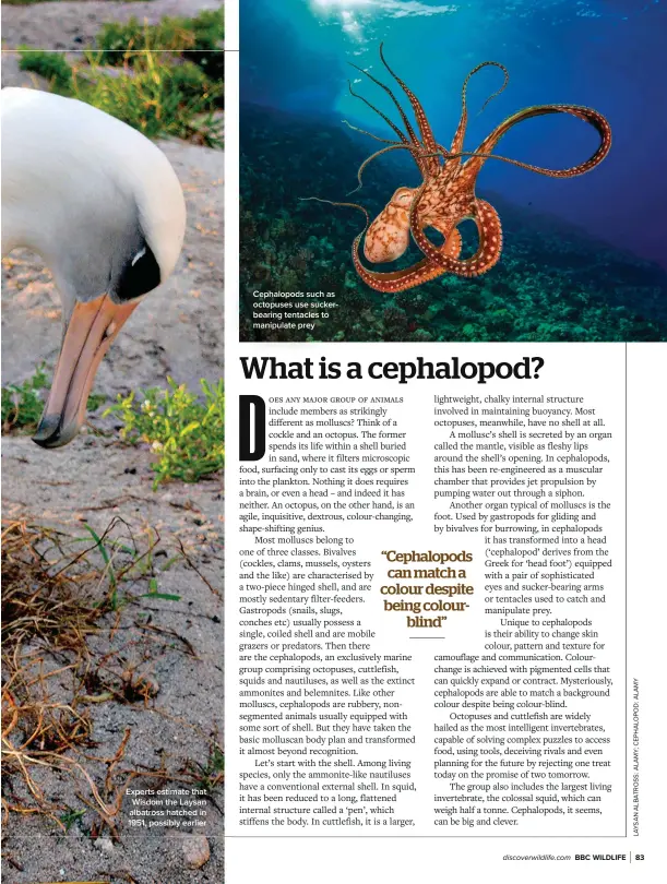  ?? ?? Experts estimate that Wisdom the Laysan albatross hatched in 1951, possibly earlier
Cephalopod­s such as octopuses use suckerbear­ing tentacles to manipulate prey