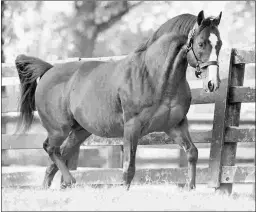  ?? BARBARA D. LIVINGSTON ?? Into Mischief, here last October at Spendthrif­t Farm, has two Kentucky Derby candidates in Authentic and Mischeviou­s Alex.