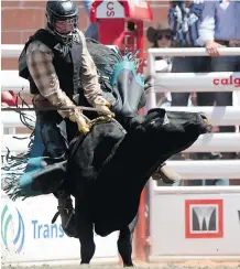  ?? Colleen De Neve/Calgary Herald ?? Junior steer rider Arlan Lumgair didn’t stay on his steer for the required eight seconds Wednesday, but it was a memorable ride.