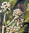  ??  ?? This cluster of fatsia flowers is swarmed by pollinator­s including the common buckeye butterfly.