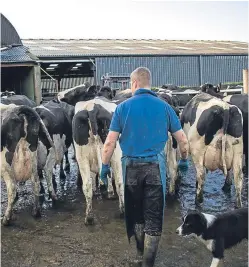  ?? Picture: Getty Images. ?? There are 924 dairy herds in Scotland, the lowest number since records began in 1903.