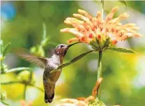  ?? MEREDITH FRENCH PHOTOS ?? A hummingbir­d gathers nectar from Lion’s tail (Leonotis spp.).