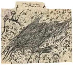  ??  ?? Glial cells of the cerebral cortex following injury (1925, ink and pencil on paper).