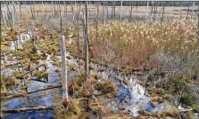  ?? MATTHEW KIRWAN VIA AP ?? Phragmites and Spartina marshland expands into a ghost forest in Robbins, Md. Sea levels are inundating trees in salt water. The dead trees are called “ghost forests.”