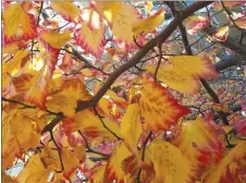  ?? CARSON ARTHUR ?? The colour you see in autumn is always there. The green we identify with summer-leaf colour is in fact the chlorophyl­l the tree uses to produce food.