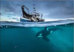  ??  ?? Strict management of the herring fishery in Norway has saved it from complete collapse. The herring numbers are now so numerous, they have drawn in huge numbers of humpback whales and are thought to sustain perhaps the largest gatherings of orca...