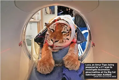 Cat scans investigat­e mystery medical condition - PressReader