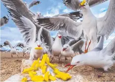  ??  ?? New research has revealed seagulls are infected with antimicrob­ial resistant bacteria that can cause serious infections in humans.