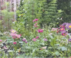  ?? Wiliam Watson for National Post ?? These wildflower­s in the backyard garden where William Watson lives provide the Financial Post columnist with
relief from all the gloom in the news these days.