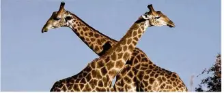  ??  ?? Le saviez-vous ? La girafe a un sexe de 180 cm, un record partagé avec l’éléphant