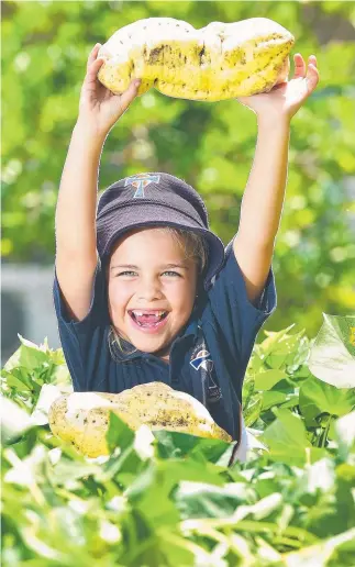  ?? GREAT GARDEN: Student Charlotte Raleigh, 7, with a sweet potato. Picture: SHAE BEPLATE ??