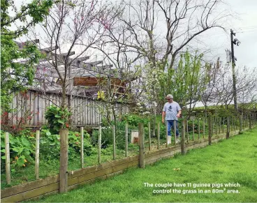  ??  ?? The couple have 11 guinea pigs which control the grass in an 80m² area.