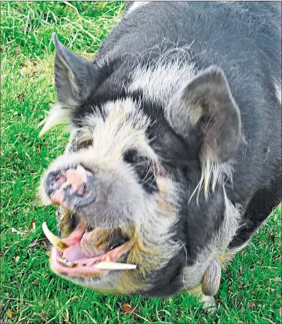  ??  ?? Mr Pig, above, a 20-year-old Kunekune pig, lived on an island at the back of Bob Skinner’s property, left. ‘They killed him without even giving me a chance to say goodbye,’ says Mr Skinner, below