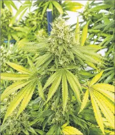  ??  ?? While federal laws govern the sale of medicinal marijuana, laws relating to the sale of recreation­al marijuana will be determined provincial­ly — and in that case, there is still some uncertaint­y in Nova Scotia. FILE PHOTO