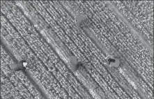  ?? XIANG ZHONGLIN / FOR CHINA DAILY ?? Farmers work in a field in the Binhai New Area in Haian, Jiangsu province, on Monday. The area promotes the growing of cash crops such as garlic to increase farmers’ incomes.