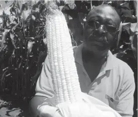  ??  ?? Arda Trek Maphisa Estate manager Mr Alec Chinyai shows the quality of mature maize harvested from the 480 hectare land grown in Matabelela­nd South Province under Command Agricultur­e in this file photo