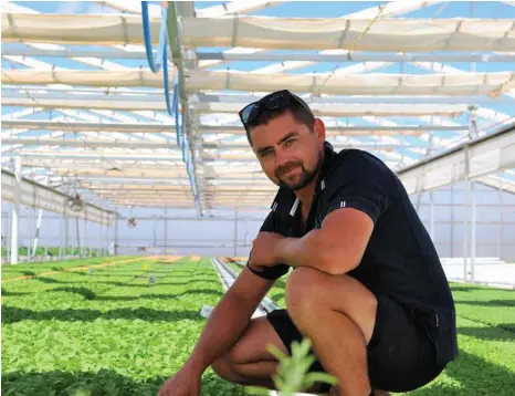  ?? PHOTO: LINDSAY HAYES ?? AQUA INNOVATION: Vegetable/lettuce/herb grower Danny Monteleone in his hydroponic facility at Hanwood near Griffith in NSW.