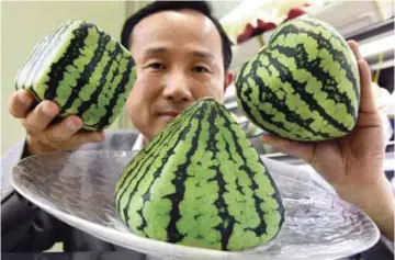  ?? — AFP ?? Senior managing director Mototaka Nishimura of the Shibuya Nishimura luxury fruit shop displaying square (left), pyramid (center) and heart-shaped watermelon­s at the company’s main store in Tokyo. Japanese consumers are used to paying through the nose...