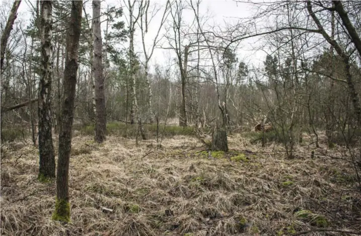  ?? © Sebastian Steveniers ?? Van dit moerasbos in Stokrooie (Hasselt) wil de Vlaamse regering 30 hectare reserveren voor een distributi­ecentrum.