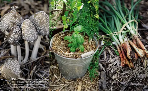  ??  ?? FROM LEFT Mulch provides a happy space for a range of organisms, such as these shaggy ink cap mushrooms; potted herbs love a layer of mulch; tasty spring onions from a mulched bed.