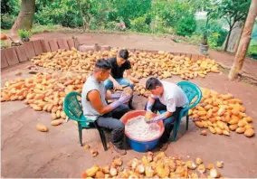  ??  ?? Producción. Aunque hay picos, los árboles de cacao siempre dan fruto.