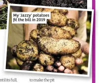  ?? ?? My 'Jazzy' potatoes fit the bill in 2019