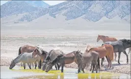  ?? The Associated Press file ?? Wild horses drink from a watering hole outside Salt Lake City. The Bureau of Land Management approved constructi­on of corrals in Colorado, Wyoming and Utah that can hold more than 8,000 wild horses captured on federal rangeland.