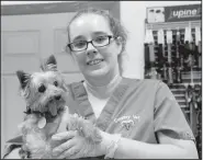  ?? NWA Democrat-Gazette/LYNN KUTTER ?? Amanda Harkson, a vet assistant at Country Vet in Farmington, is fostering one of the dogs seized from property in Lincoln. The Yorkshire terrier was assigned the number E-15 but Harkson has named her Nosey Rosey. The dog is about 10 years old, is...