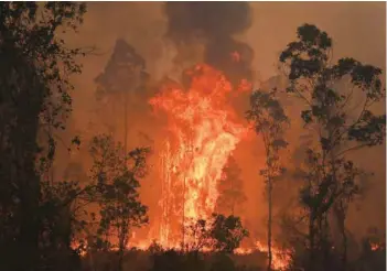  ?? — AFP ?? Fires raged in Bobin, with flames soaring 10 metres along the tree canopy.