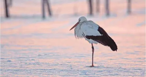  ?? FOTO: DPA/GÄHLER ?? Ein Storch im Schnee: Laut BUND gerät durch den Klimawande­l das Kommen und Gehen mancher Zugvögel durcheinan­der. Manche versuchen schon, in Deutschlan­d zu überwinter­n.