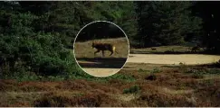  ??  ?? ABOVE: The wolf snapped by Karin van der Sluis in the wooded Veluwe.