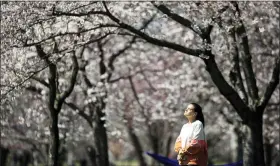  ?? MATT ROURKE — THE ASSOCIATED PRESS ?? On March 26, a person takes in the afternoon sun amongst the cherry blossoms along Kelly Drive in Philadelph­ia.