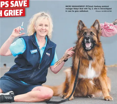  ?? Picture: ALISON WYND ?? MICRO MANAGEMENT: PETstock Geelong assistant manager Robyn Boal with Taj, 5, who is microchipp­ed in case he goes walkabout.