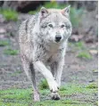  ?? FOTO: DPA ?? Streitfall Wolf.