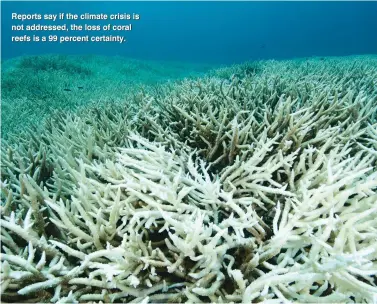  ??  ?? Reports say if the climate crisis is not addressed, the loss of coral reefs is a 99 percent certainty.