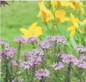  ??  ?? Senorita Rosalita cleome combines well in any style of the garden, including partnered with daylilies.