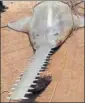  ?? HT PHOTO ?? The shark is prone to entangleme­nt in fishing nets owing to its snout, which has 31 teeth.