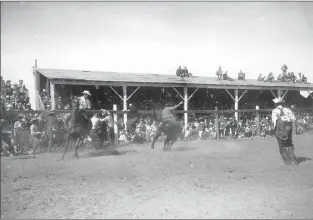  ?? Galt Archives photo 1975402508­7 LH ?? The steer riding competitio­n at the Taber Rodeo is shown in this undated photo. Three onlookers are scrambling for the fence, and a rodeo clown is at right.