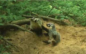  ??  ?? Badgers live in burrows around the perimeters of farmers’ fields and creeksides.