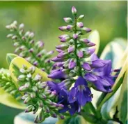  ??  ?? The violet flowers of ‘Franciscan­a Variegata’ contrast with the creamy-yellow edged leaves.