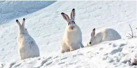  ??  ?? Um den Winter in den Dolomiten zu überstehen, formieren sich Schneehase­n zu Gruppen – „Universum“um 20.15 Uhr, ORF 2.