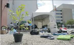  ?? MICHAEL BELL ?? A tree in a pot sits among bags, cushions and other items being packedup at the Colonialis­m No More camp on Albert Street in Regina on Sunday. The group decided to take down the camp over the weekend. The tree was donated to the group when the camp...