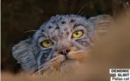  ?? ?? DEMONIC GLINT Pallas cat