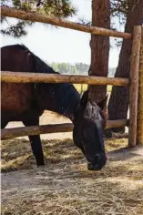  ??  ?? Contacto con la naturaleza. Jorge Vázquez siempre lleva a sus invitados a disfrutar de una ruta a caballo por la playa y por los arrozales que organiza la empresa Cavalos na Areia. Aires contemporá­neos. Vintage Department es un original local entre...